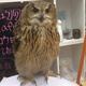 Illustration for article titled Who Thinks Japans Owl Cafes Are a Hoot?